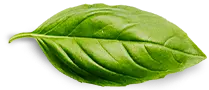 basil leaf